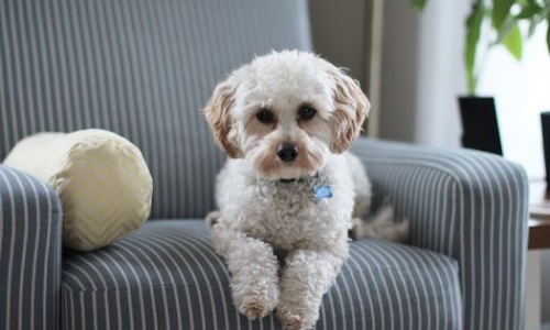 Dog sitting on a chair